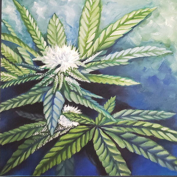 Sensi Star Cannabis Print